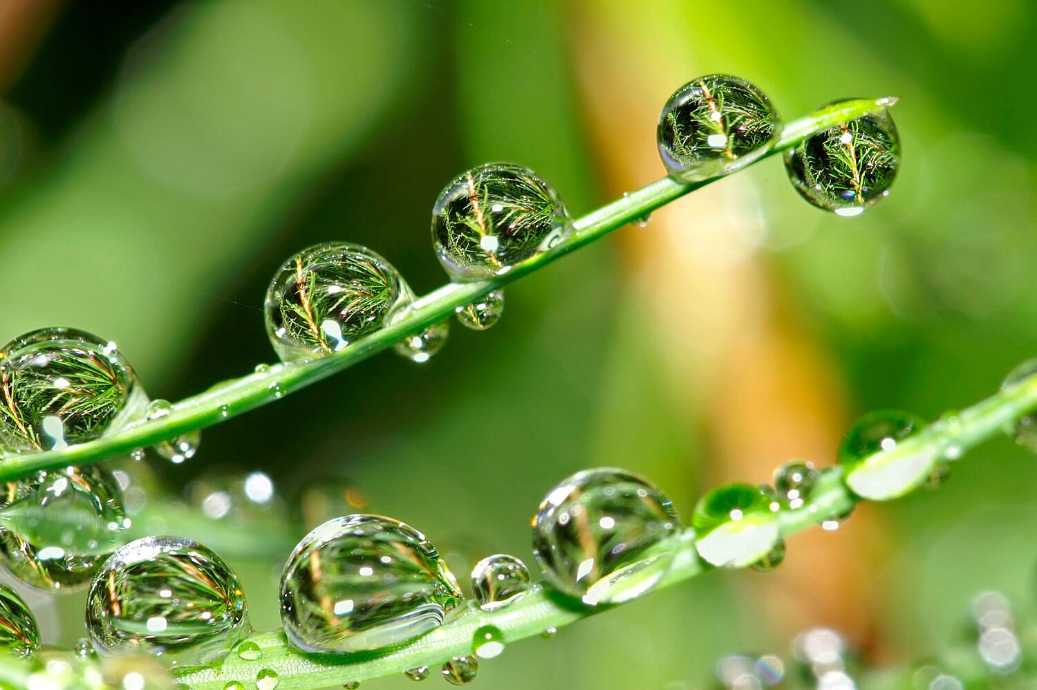 Foto Wassertropfen auf Grashalmen