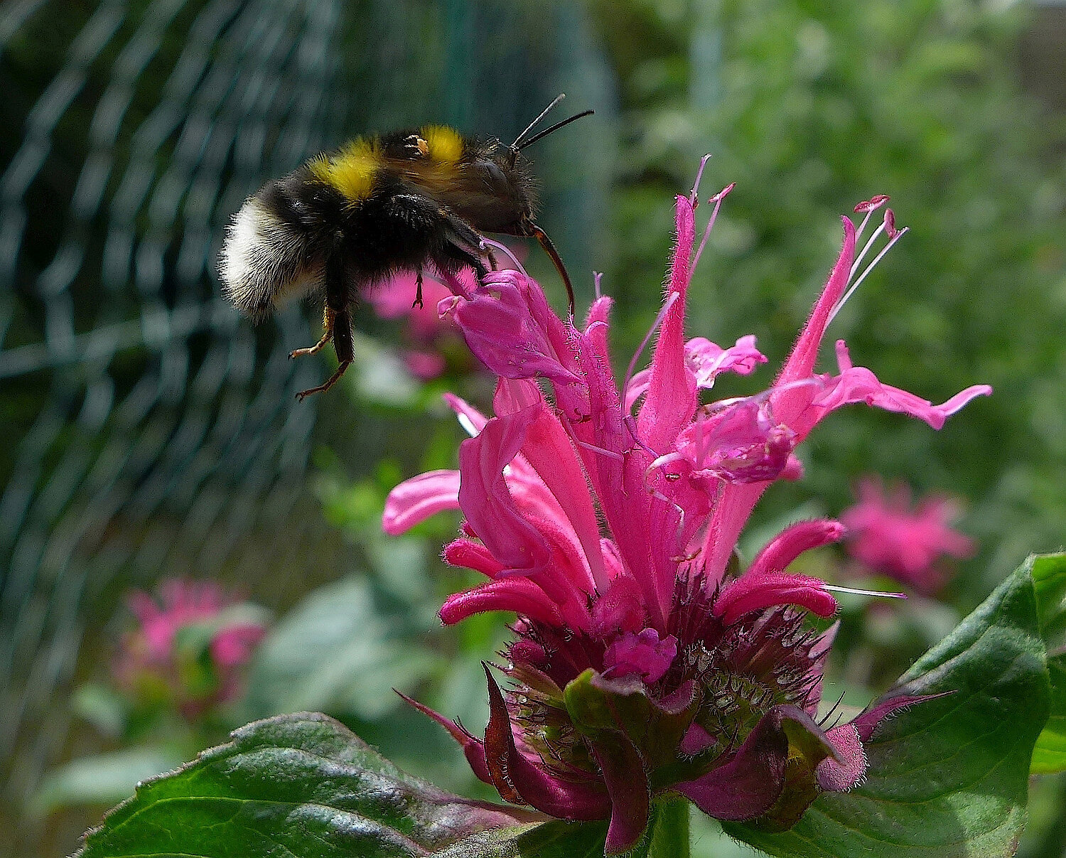 Foto Hummel auf Blume