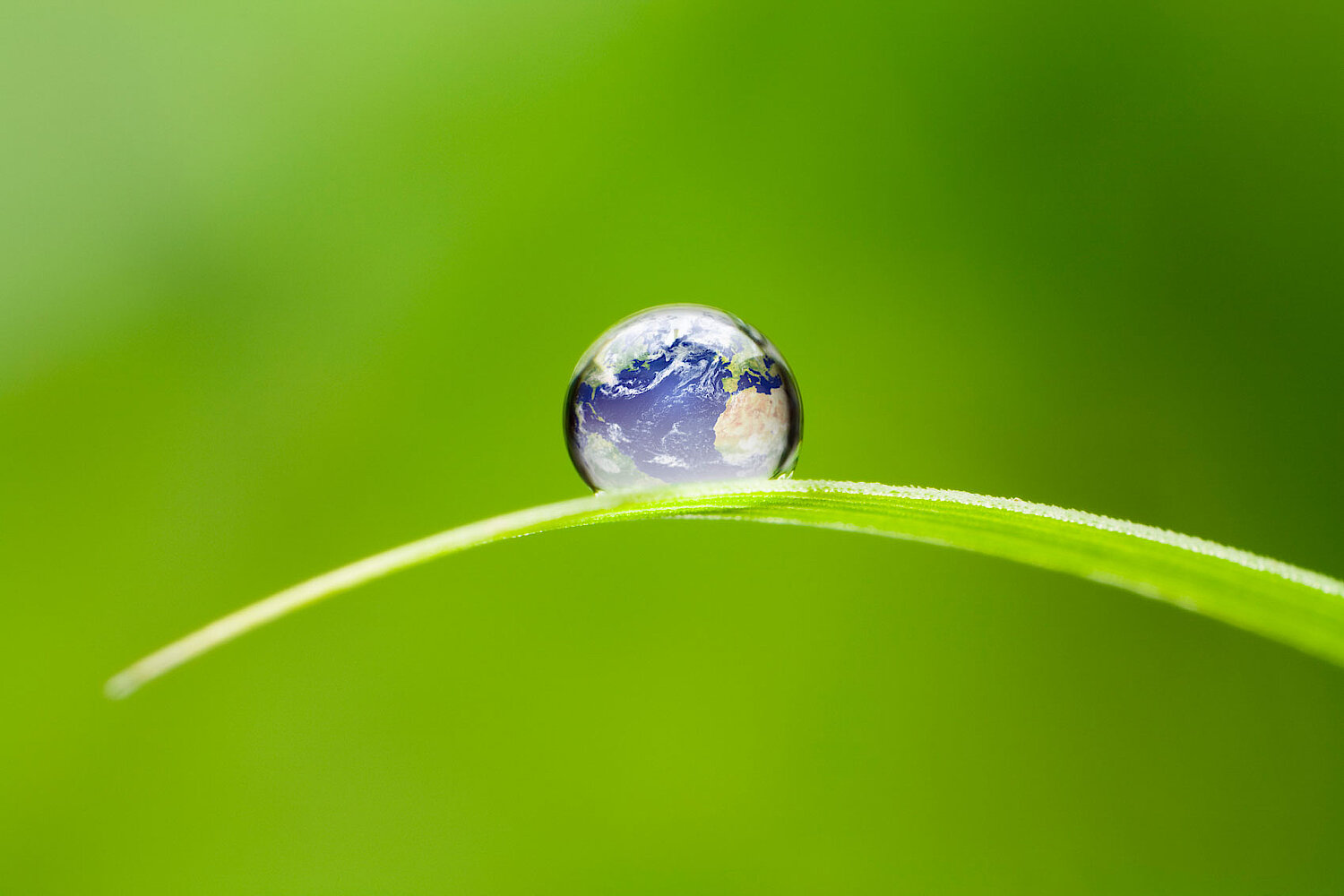 Foto Wassertropfen auf Halm