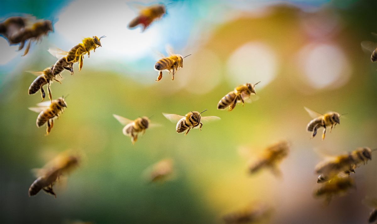 Foto Bienen im Anflug